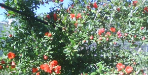 granado en floracion