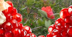 productores de granadas