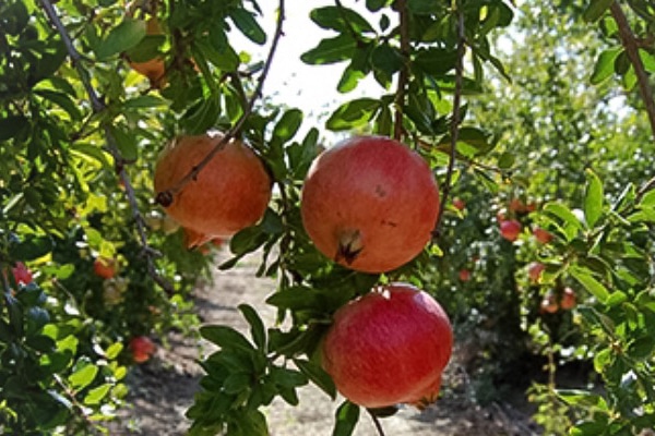 como cuidar los arboles granados como cuidar los arboles granados